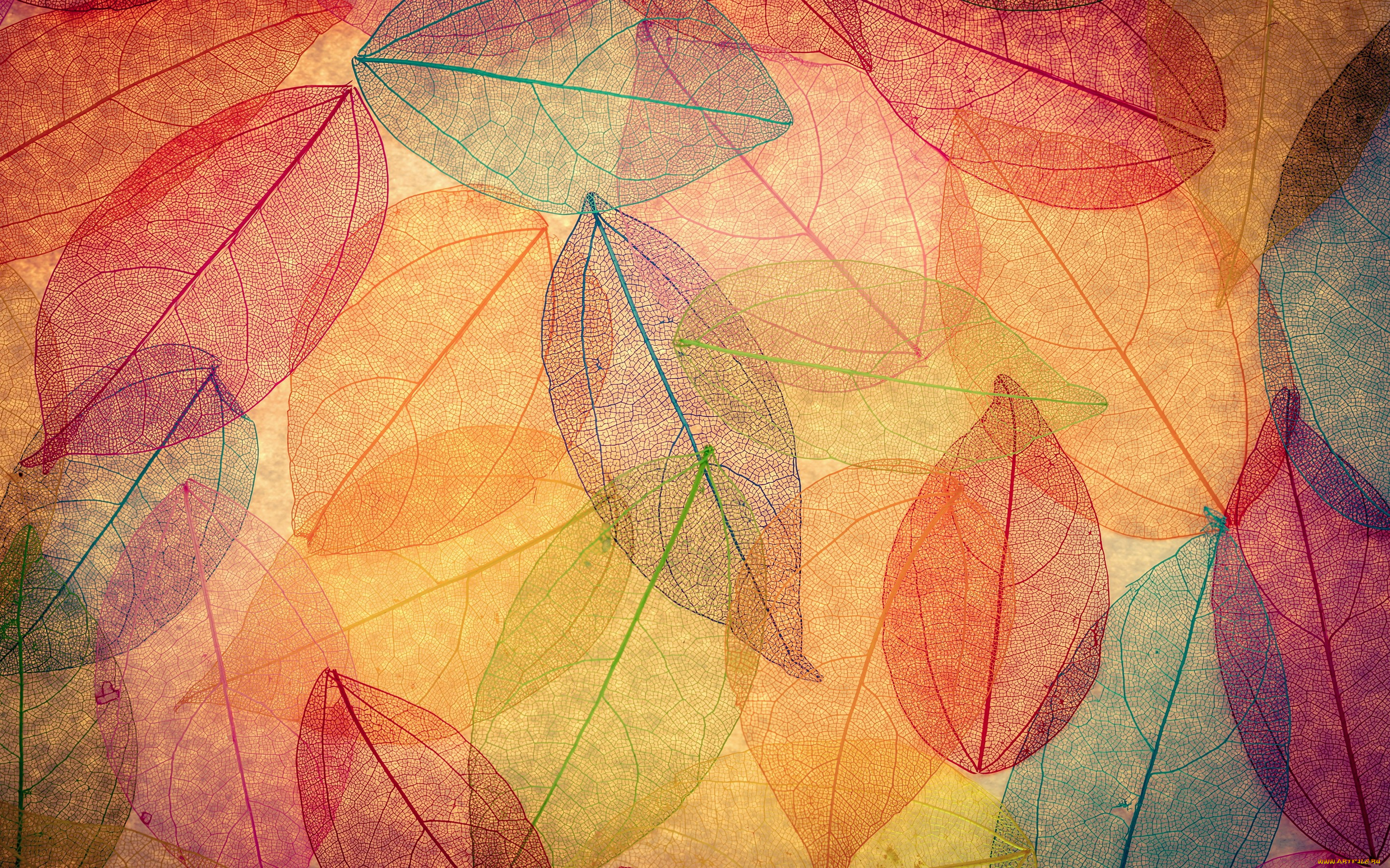  ,  , nature, autumn, leaves, transparent, abstract, colorful, , , 